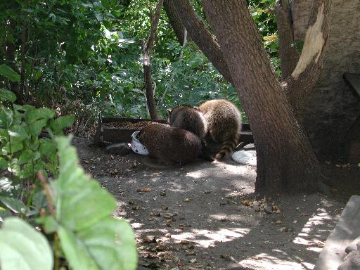 animals outside parliament house